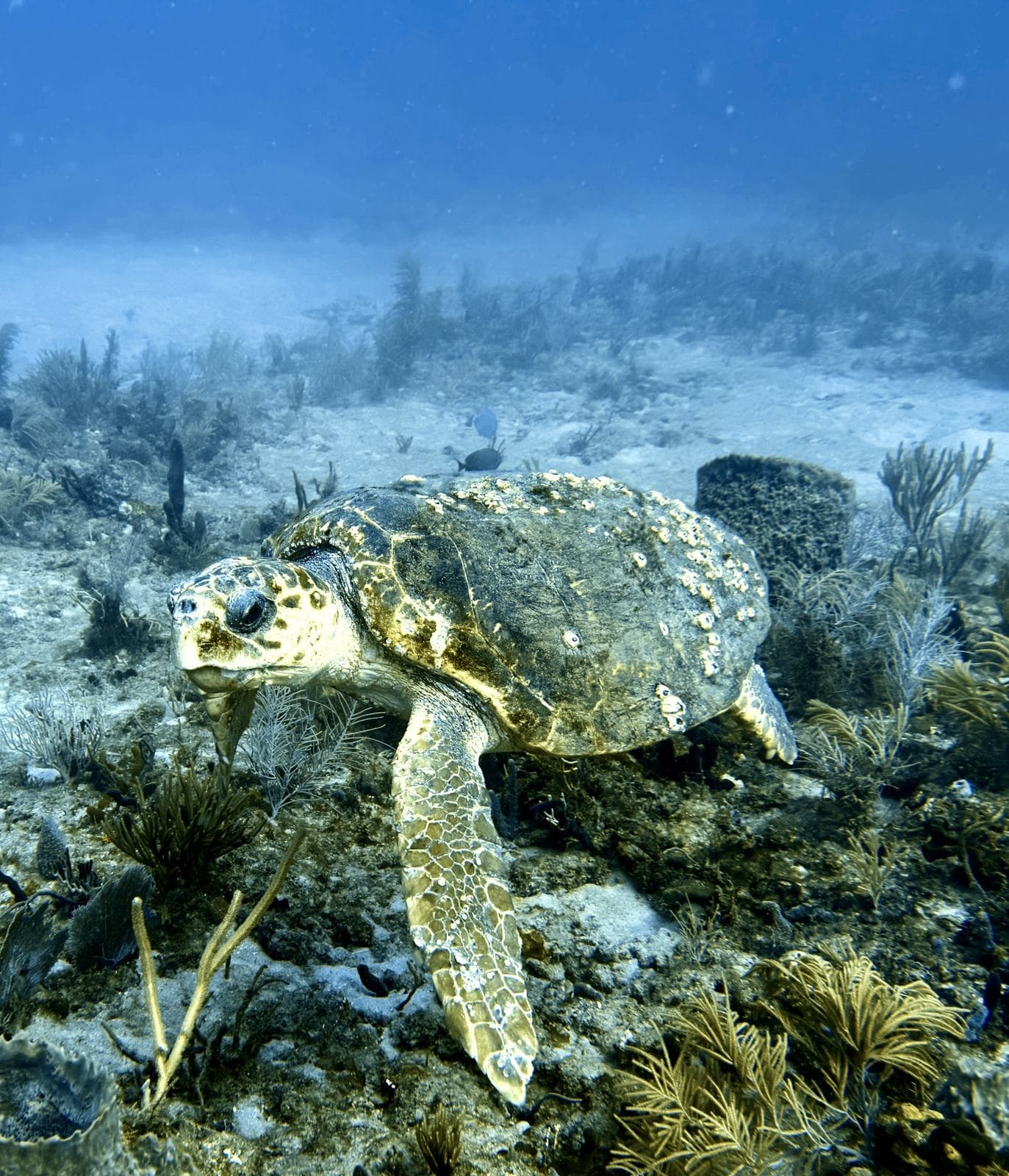 Turtle in the gorgonians