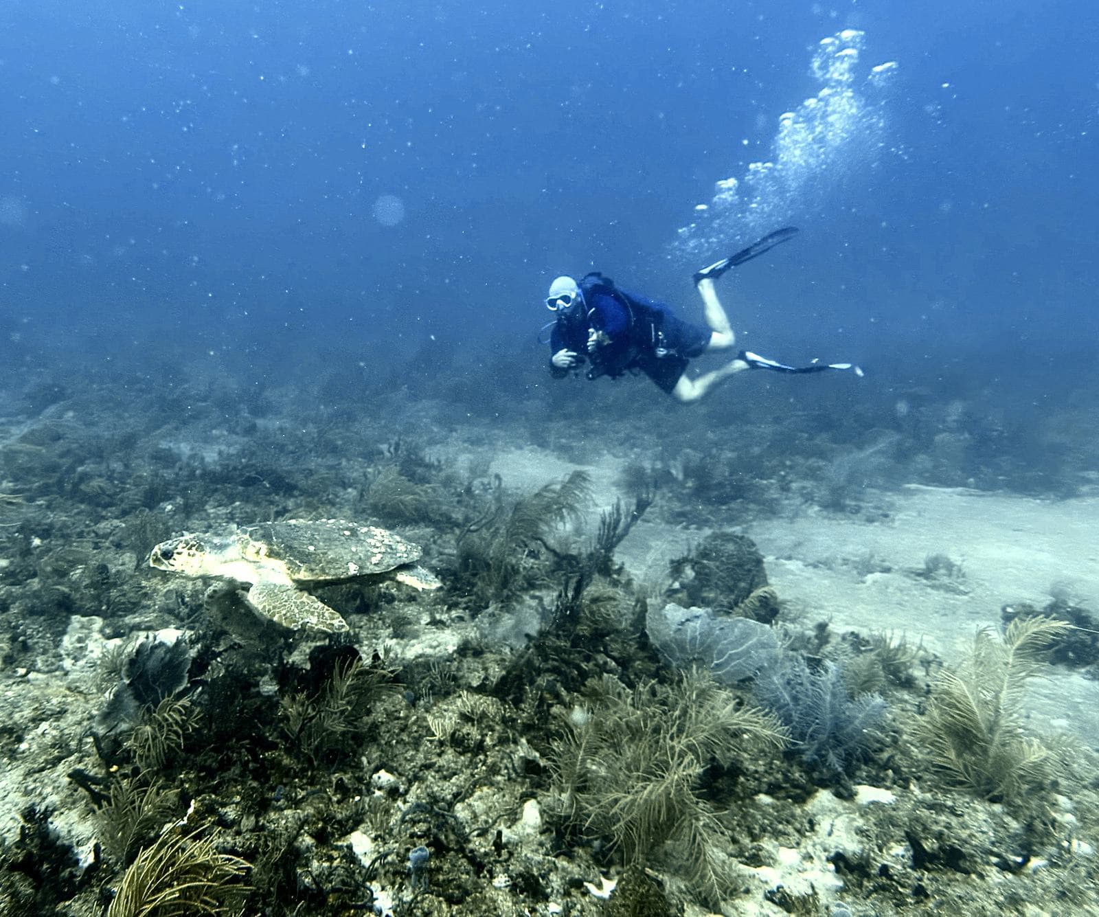 Turtle below, diver above
