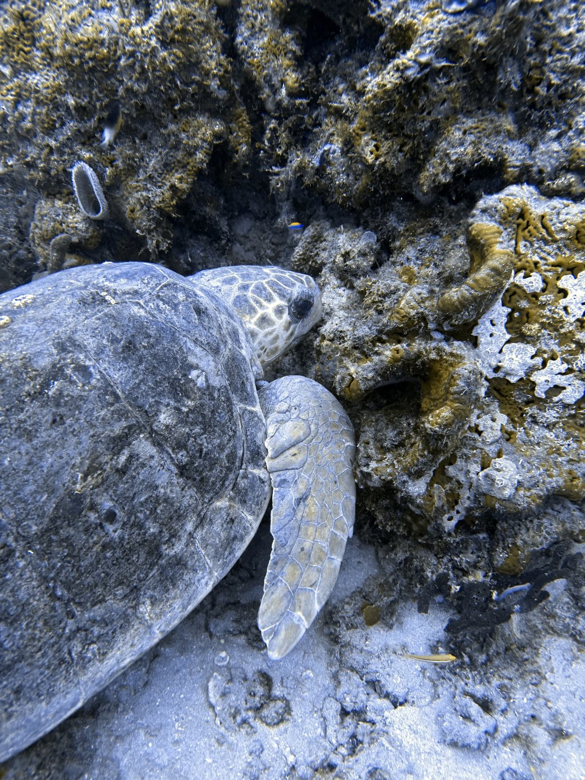Turtle tucked under a ledge