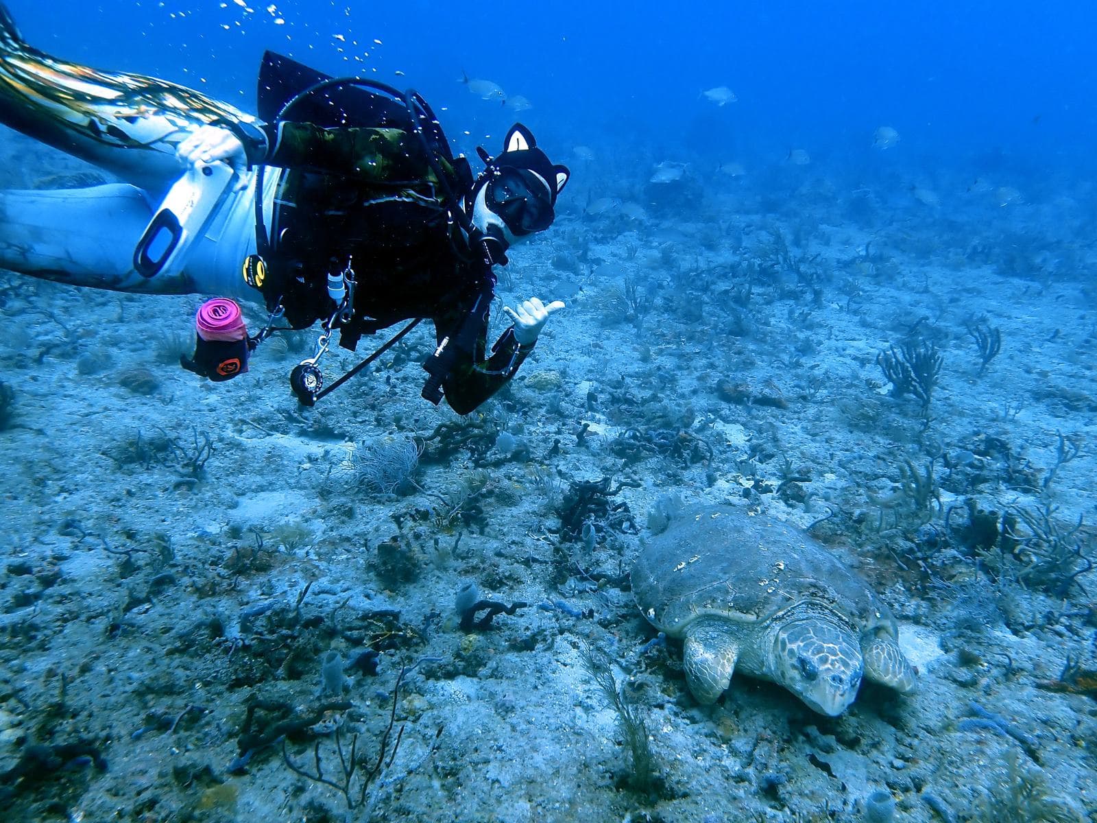 Turtle in the distance, diver in the foreground
