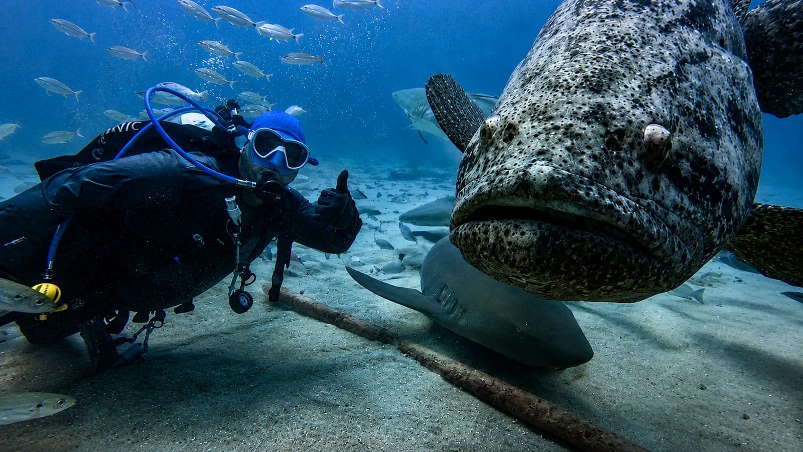Goliath grouper, up close