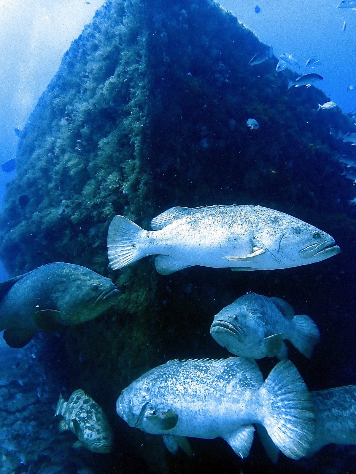 Groupers stacked against the structure