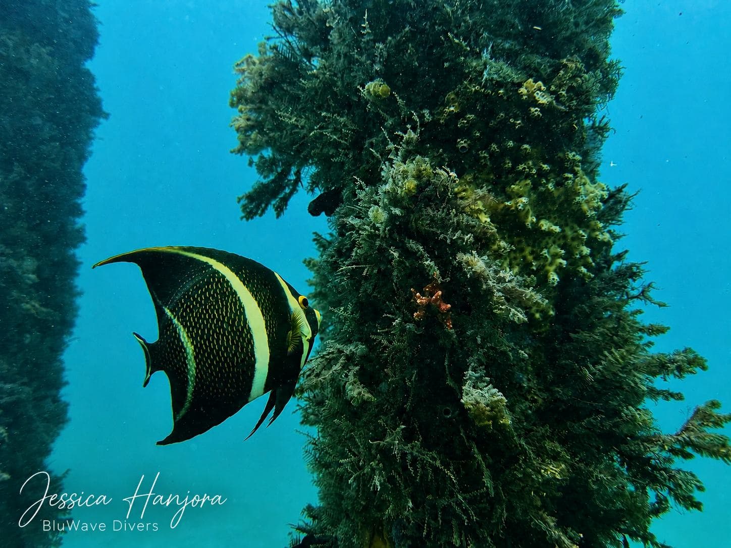 Juvenile French angelfish