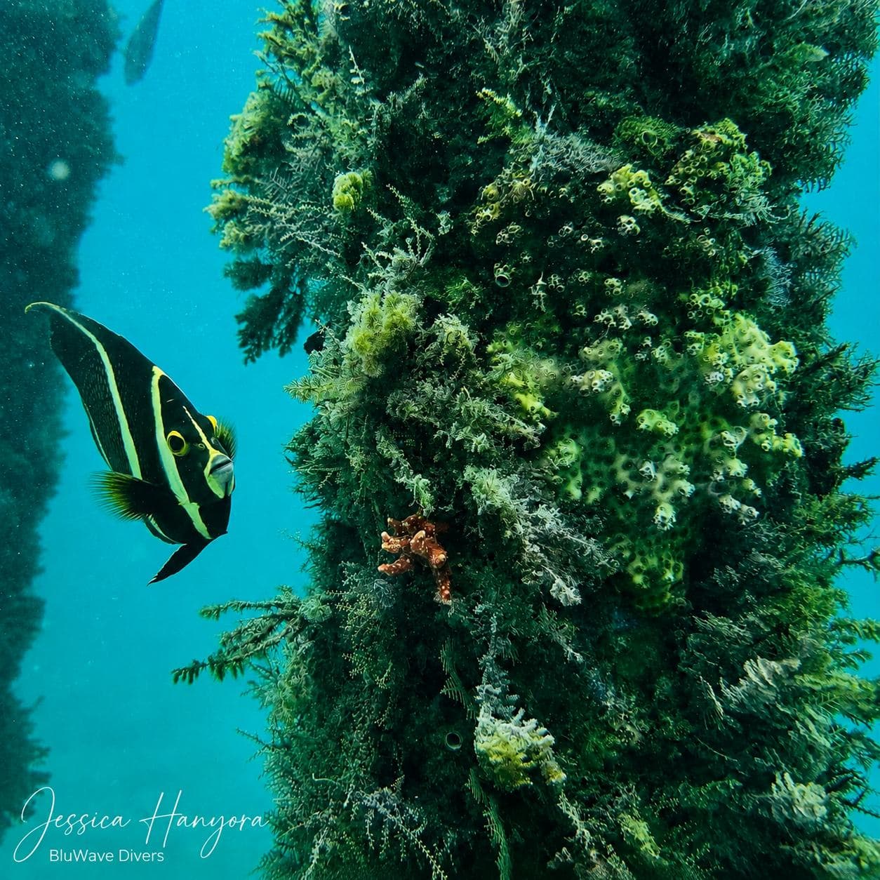 Angelfish against the growth