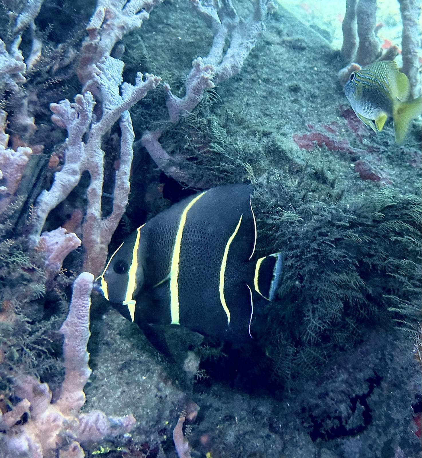 Angelfish in the sponges