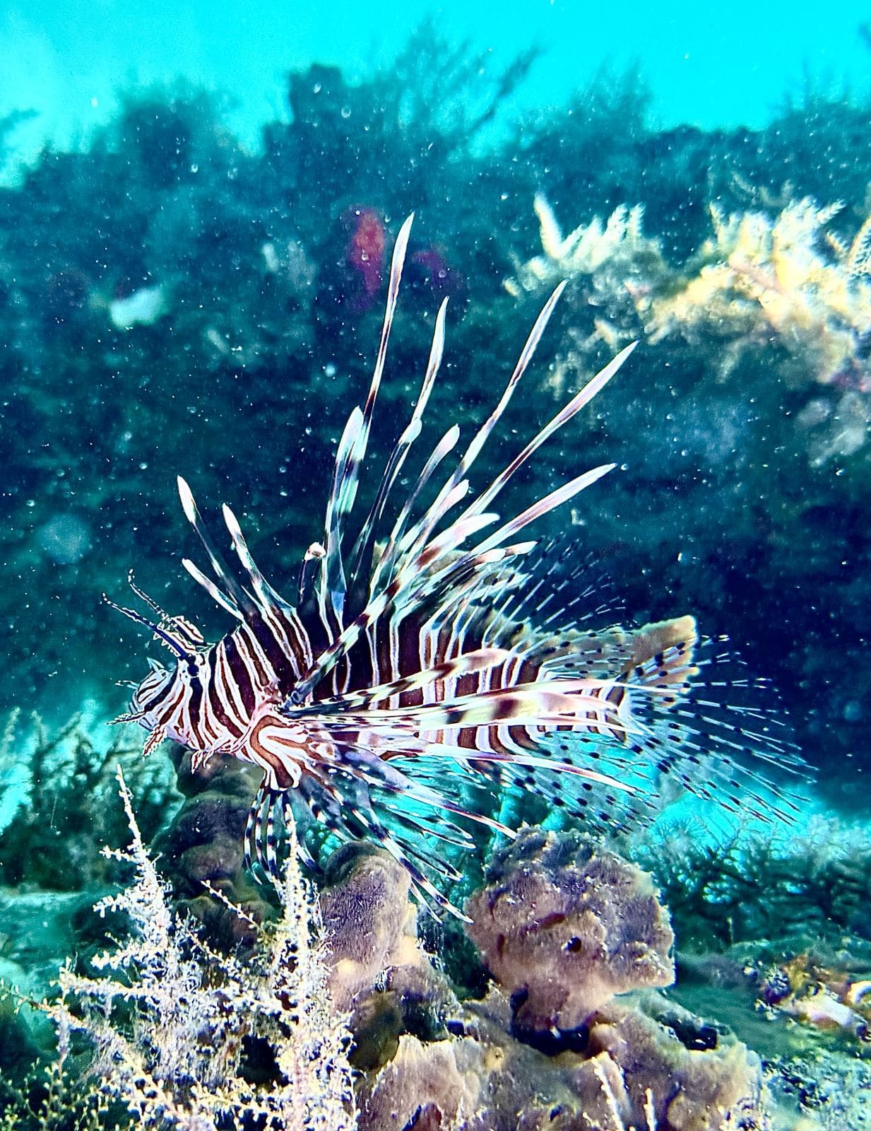 Lionfish