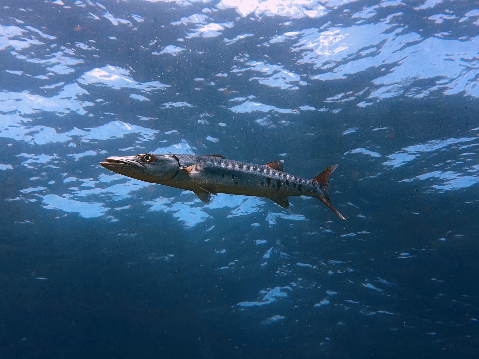Barracuda under the surface