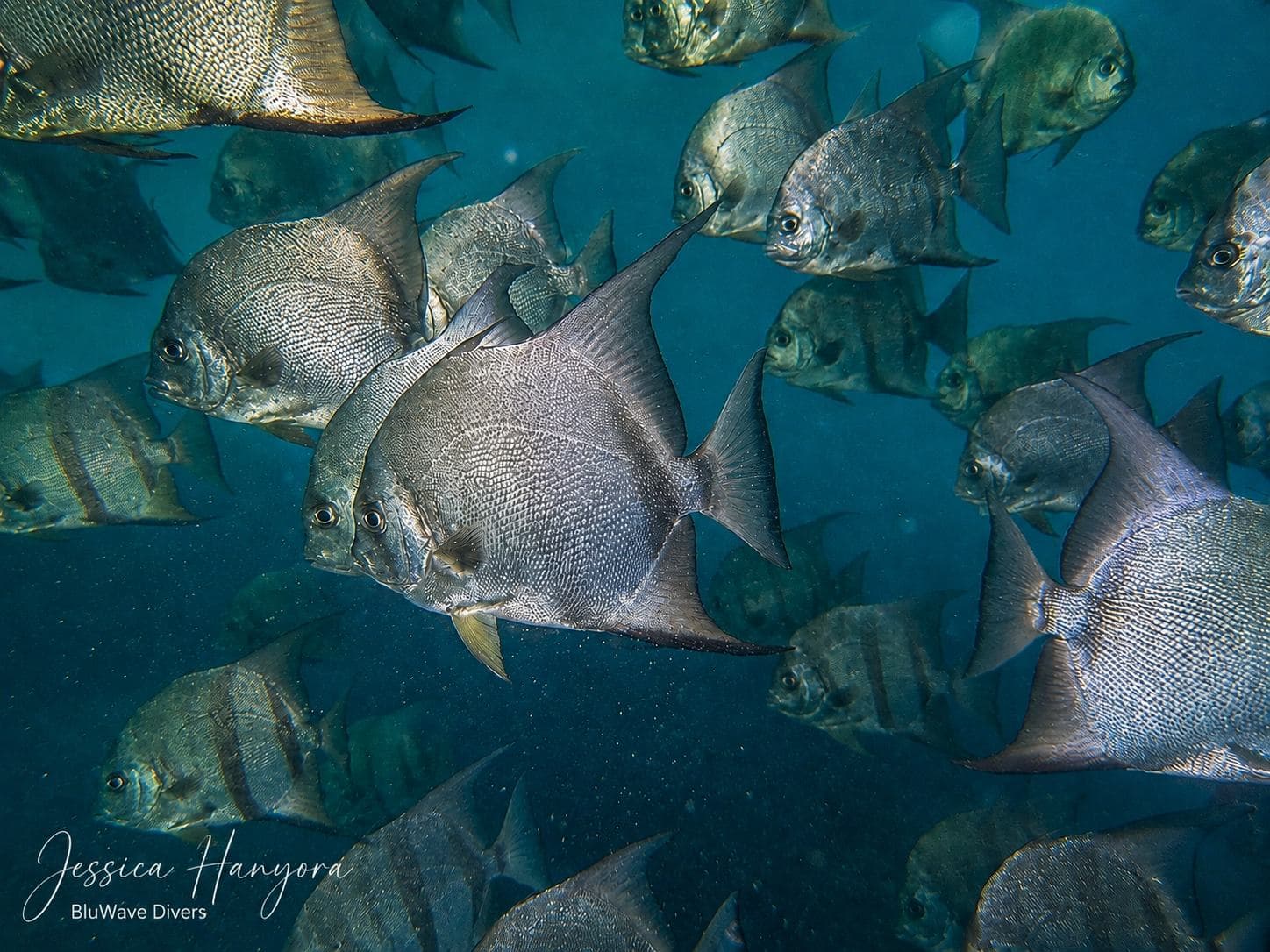 Atlantic spadefish