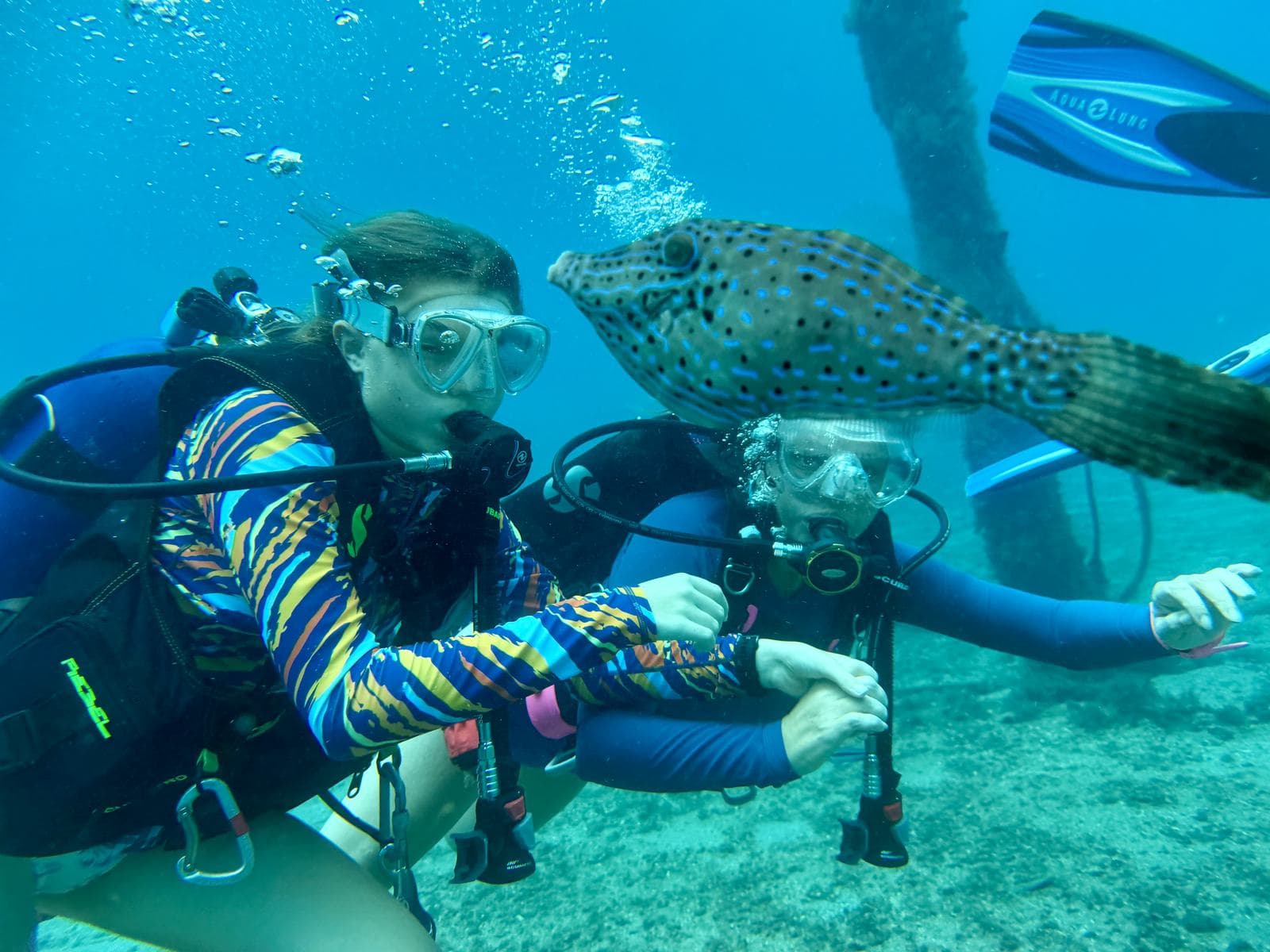 A scrawled filefish photobombs