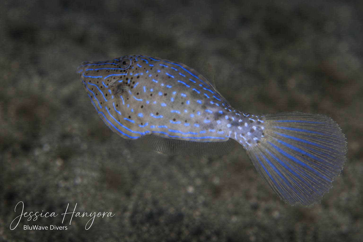 Scrawled filefish