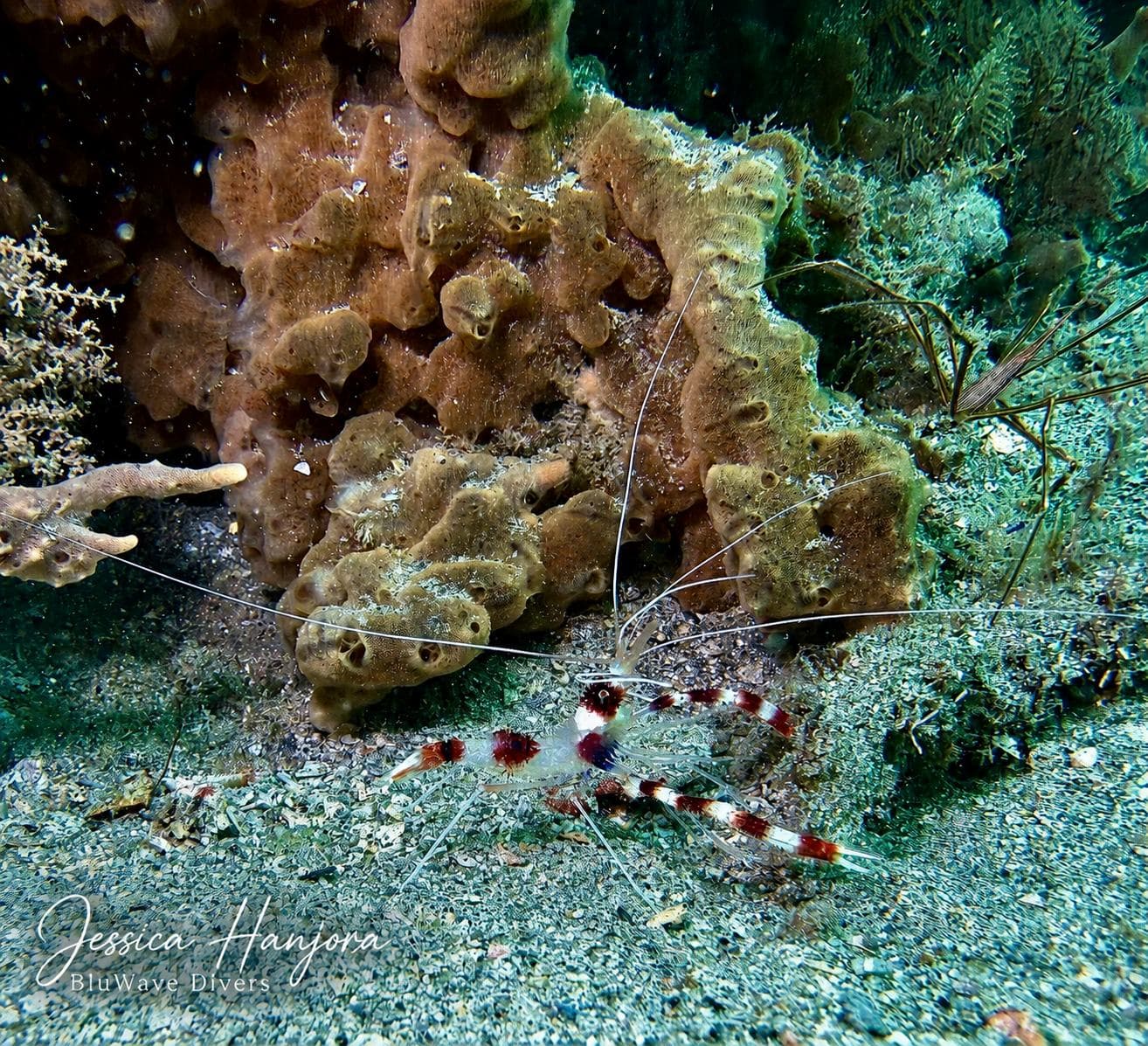 Banded coral shrimp