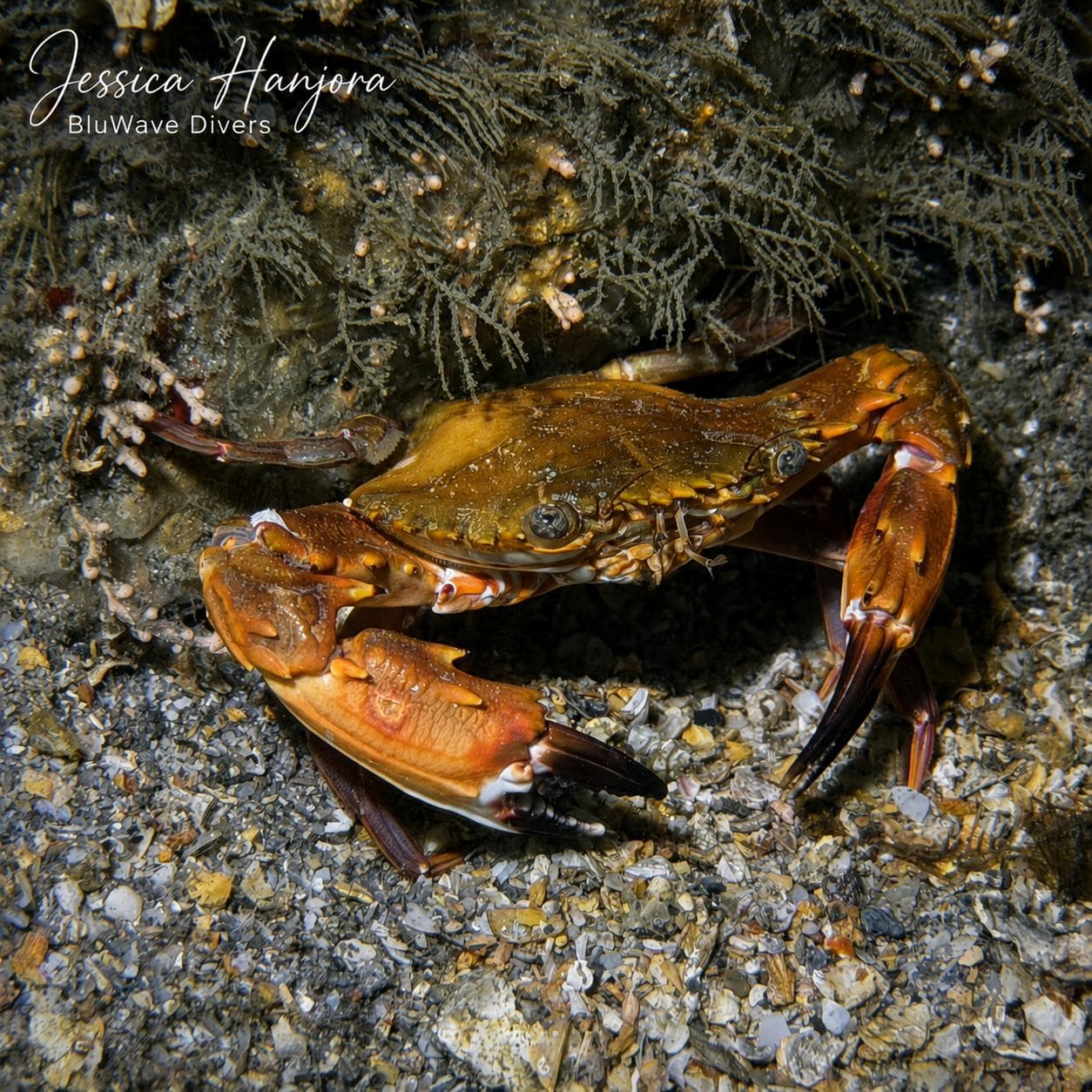 Crab on the rubble