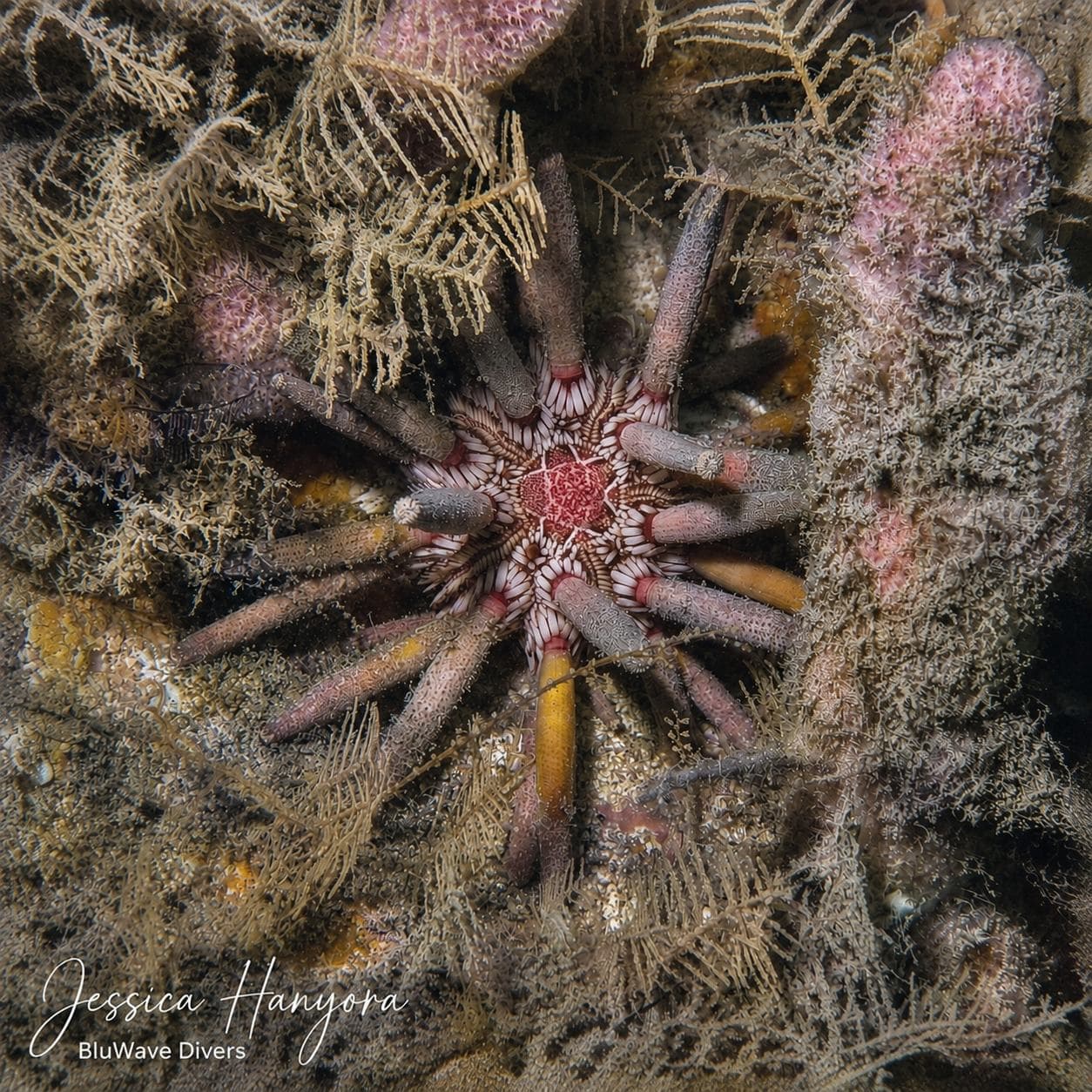 Urchin