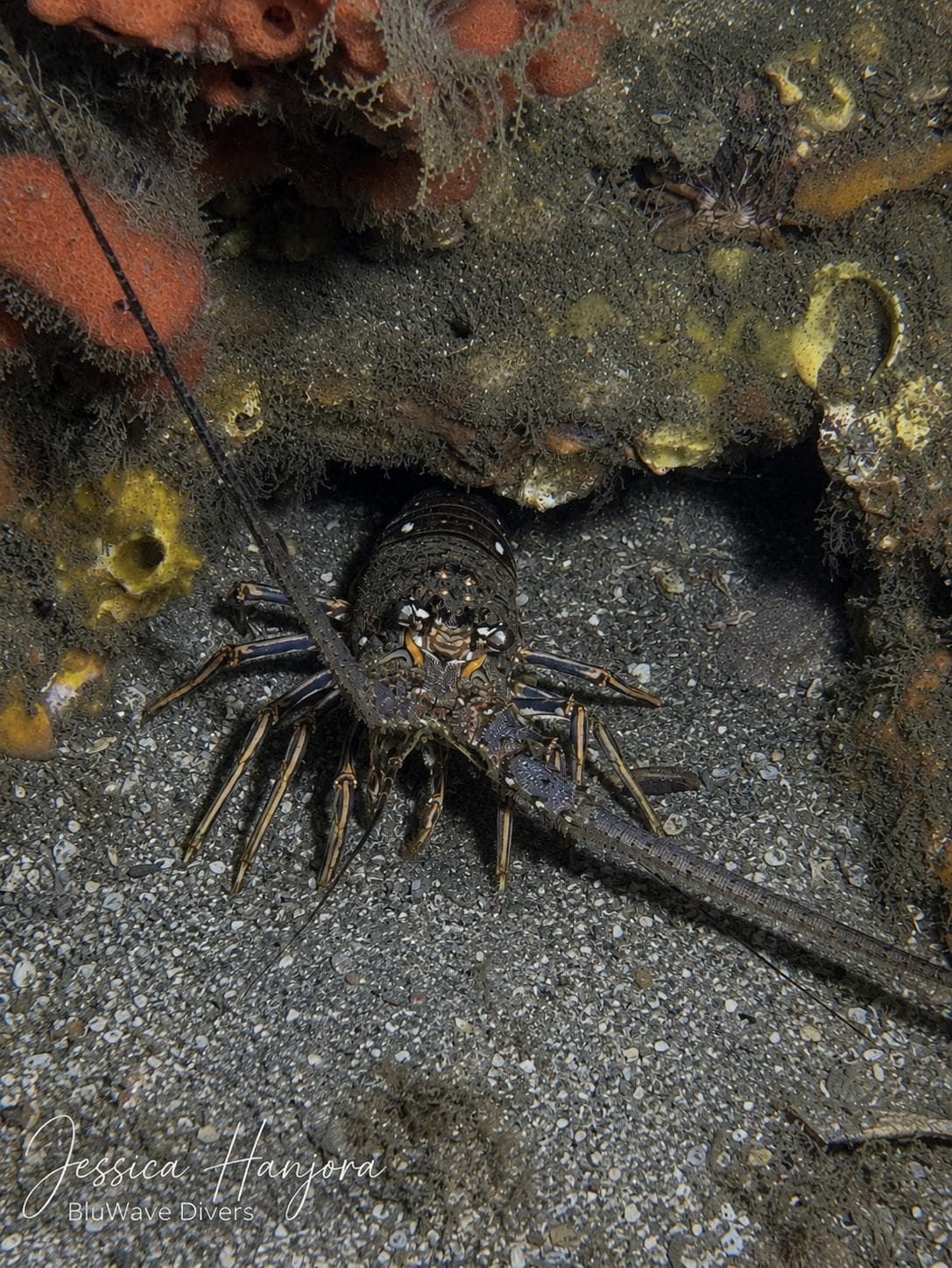 Spiny lobster in the shadows