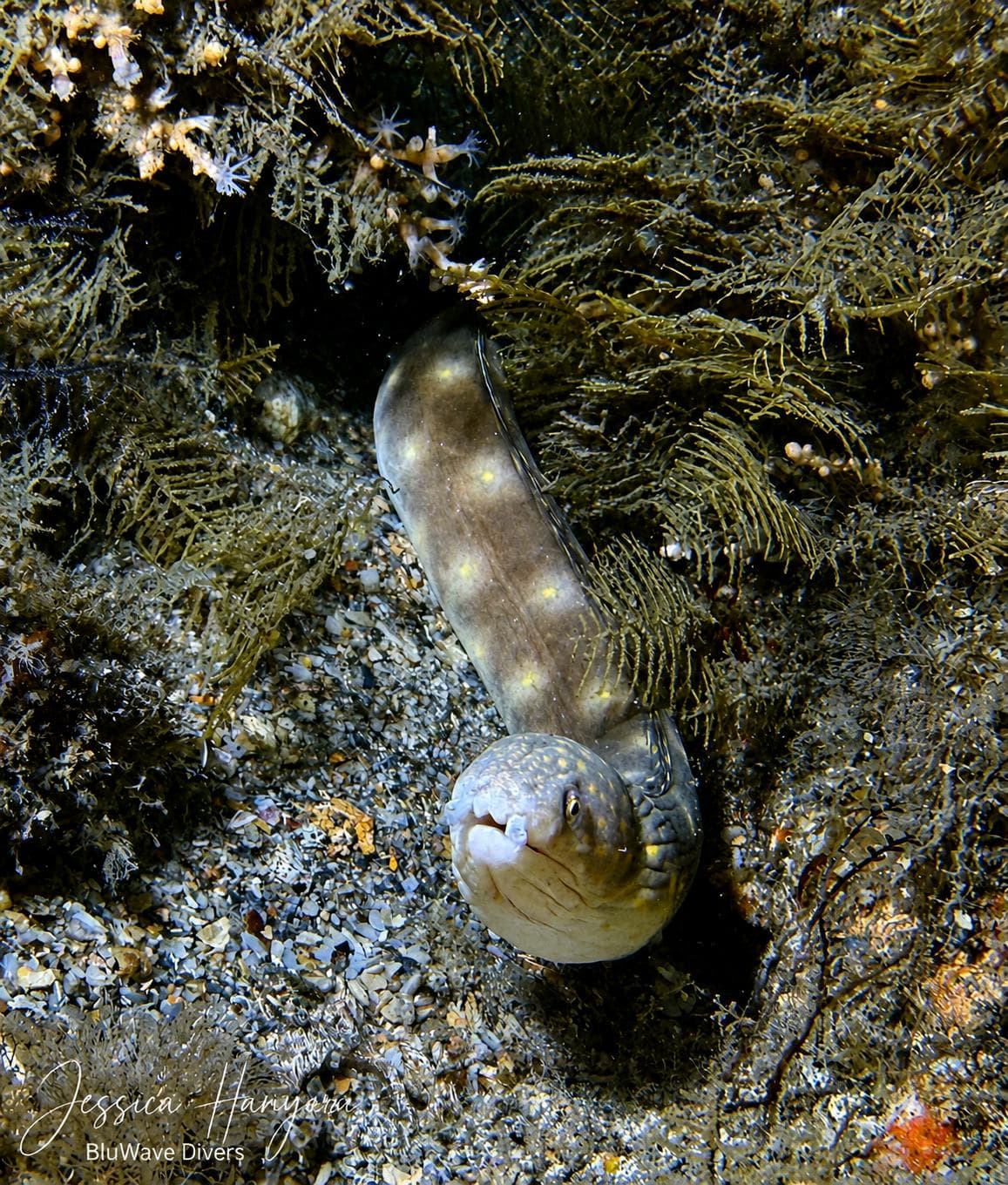 Eel peeking out