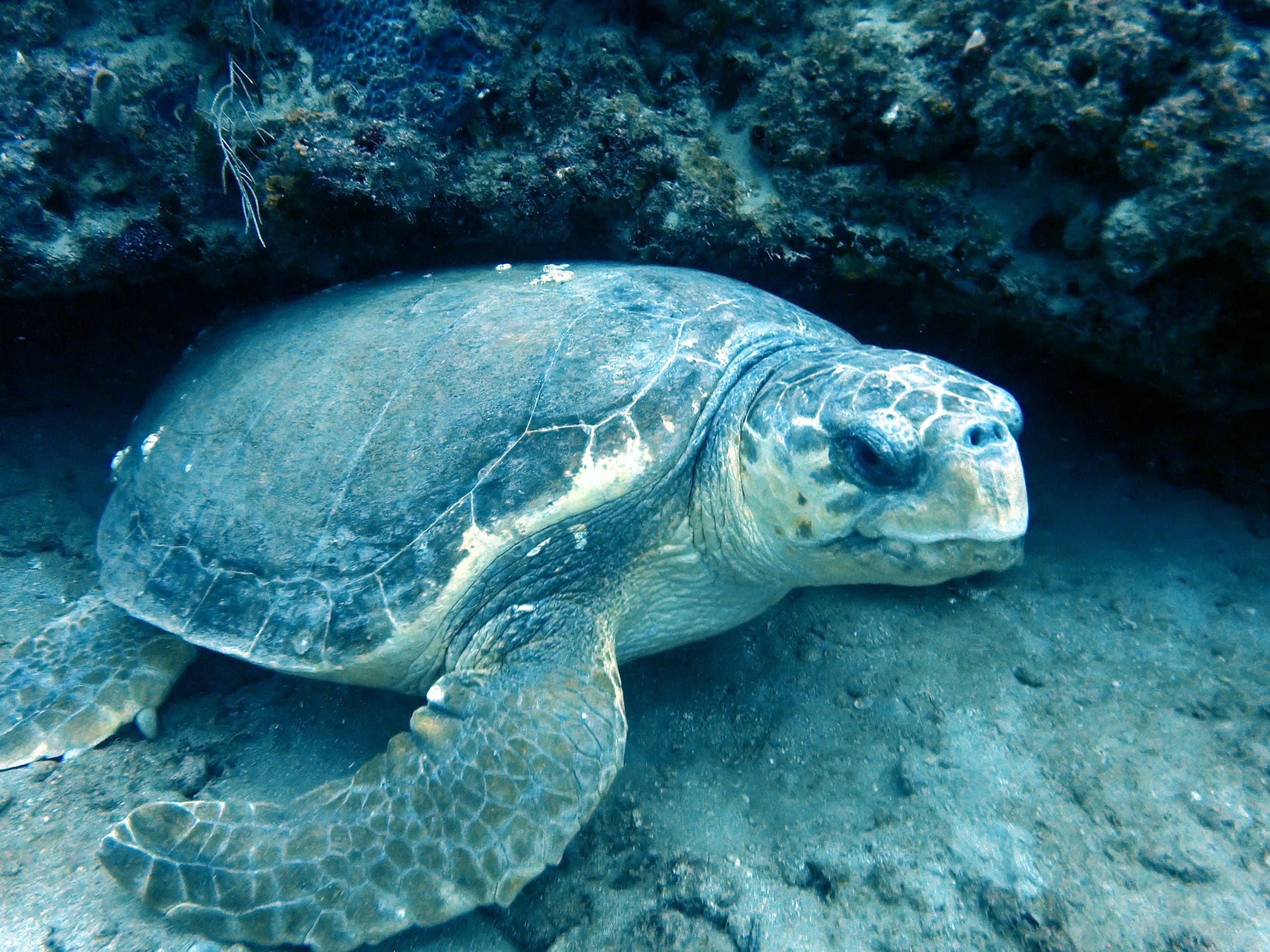 July 11-12 Palm Beach Drift Dive: Turtle Nesting Season