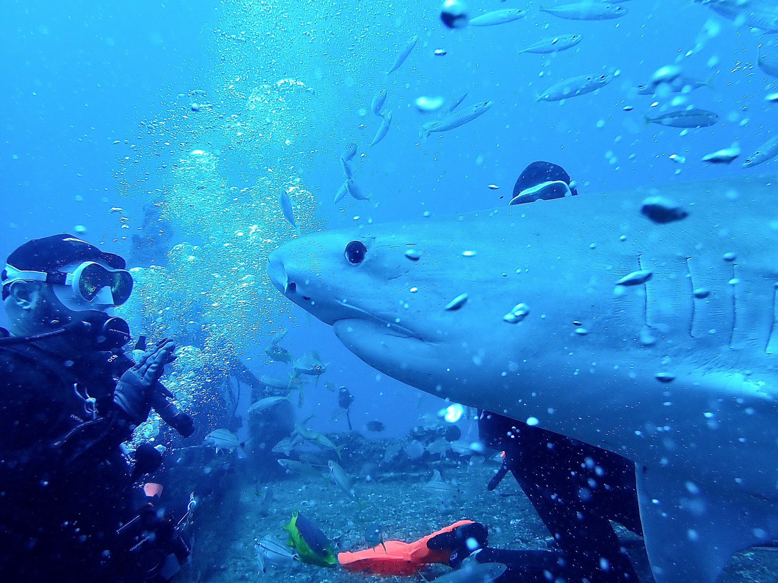3 Tank Shark Awareness Dive