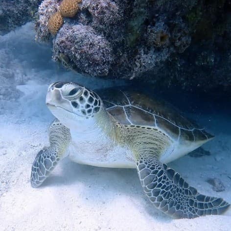 Key Largo Dive Trip — photo 3