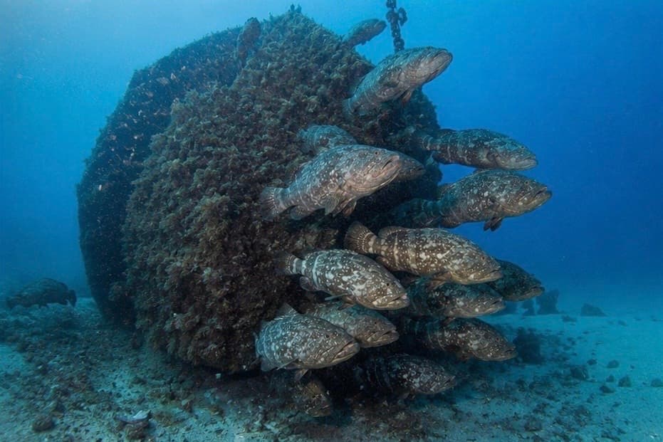 Goliath Grouper Aggregation