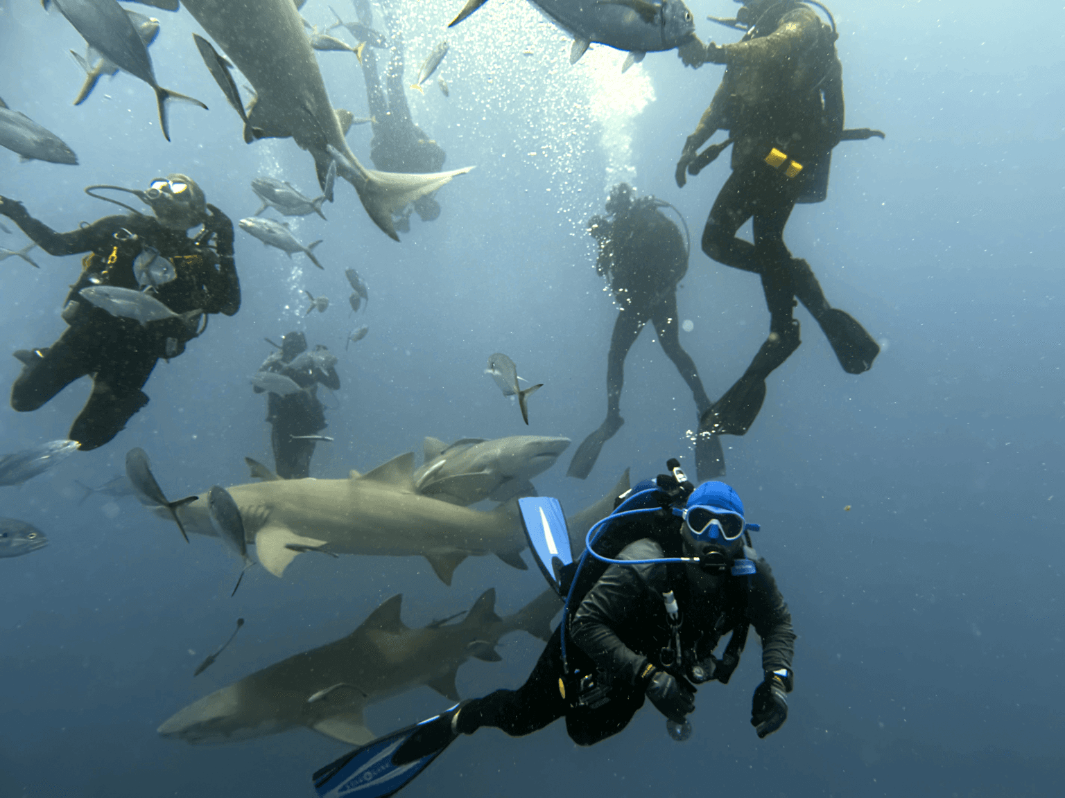 2 Tank Shark Dive